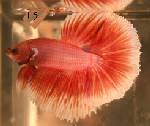 male tri-color butterfly over-halfmoon betta