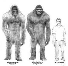 Gigantopithecus vs. Man