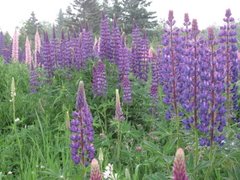 Lupines in Maine