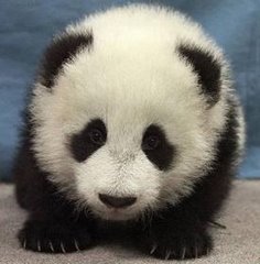 Cute cuddly Panda
