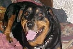 Rottweiller Maddy-Me