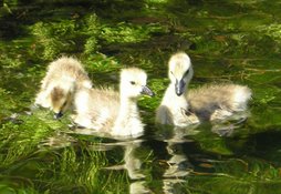 You can feel as fuzzy and cute as these little geese