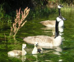 Canadian geese family-a wonderful sight