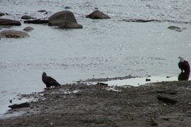 Immature and bald eagles~Ninilchik River