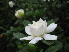 Gardenias at Wenshan