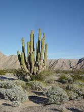 Photo Giant Cactus