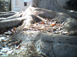 Fig Tree Roots