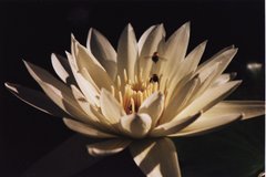Lotus flower - Hawaii