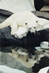 Polar bear in San Diego Zoo