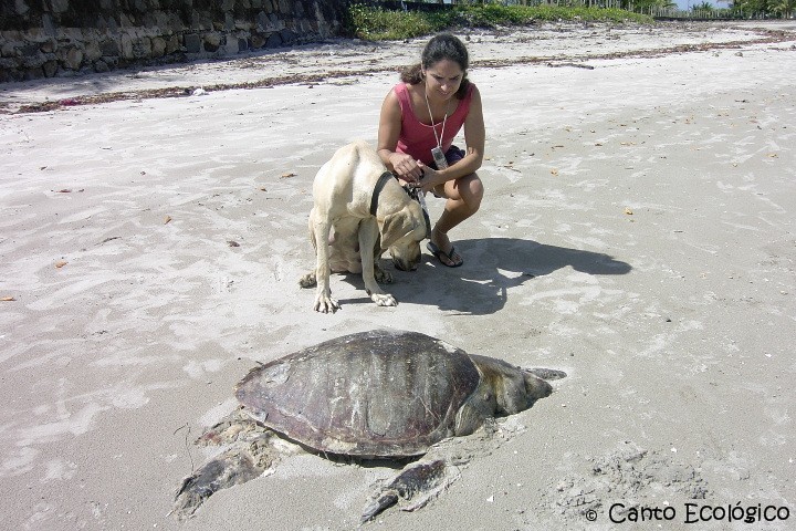 tartaruga marinha:um animal que vive mais de 100 anos....