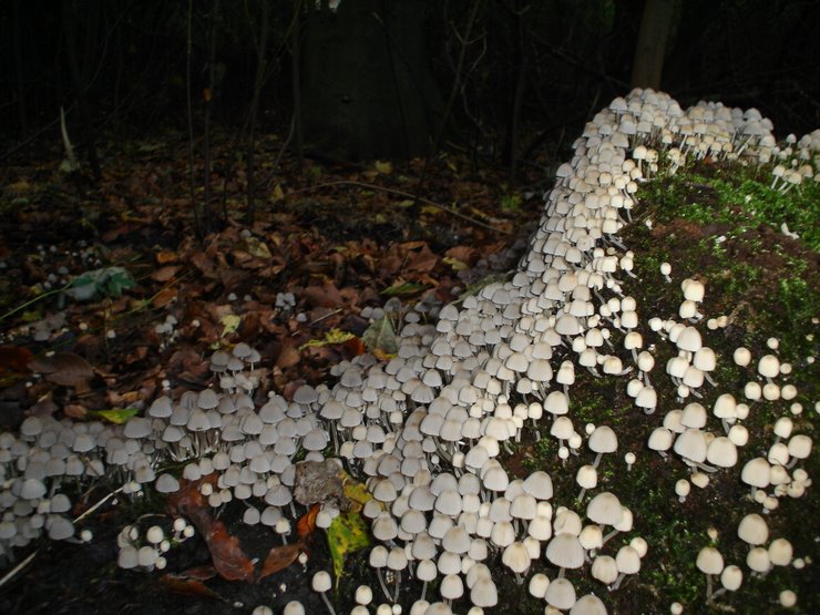 PADDESTOELEN