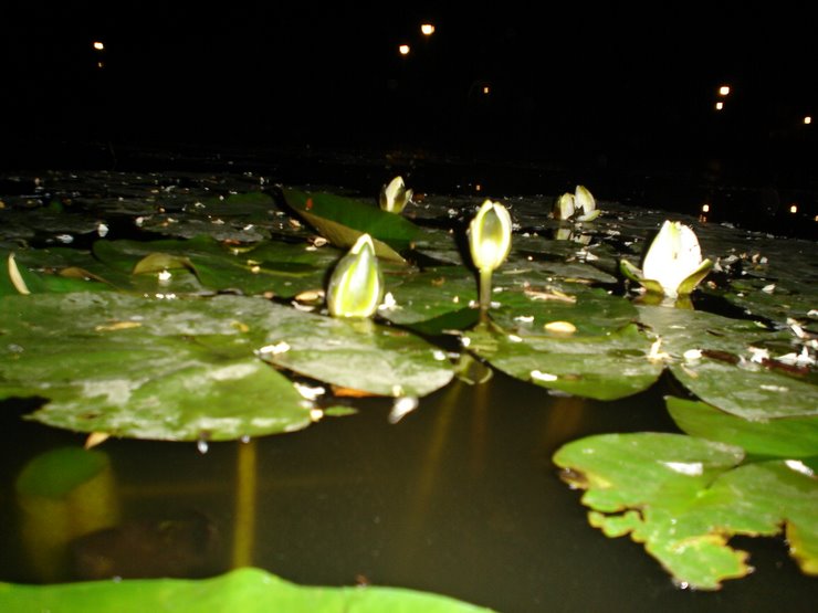 BIJ NACHT
