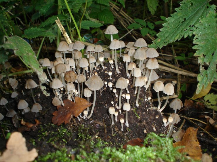 PADDESTOELEN 2