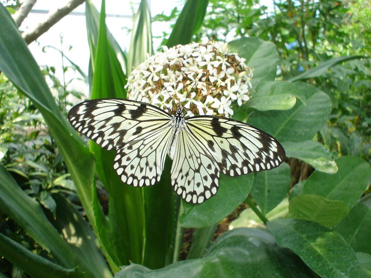 VLINDER BLOEM