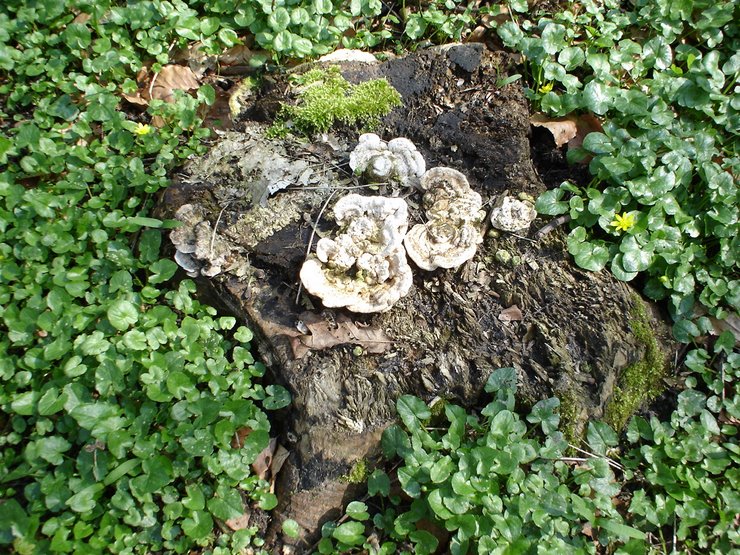 NATUUR