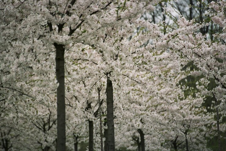 CHERRYBLOSUM AMSTERDAM