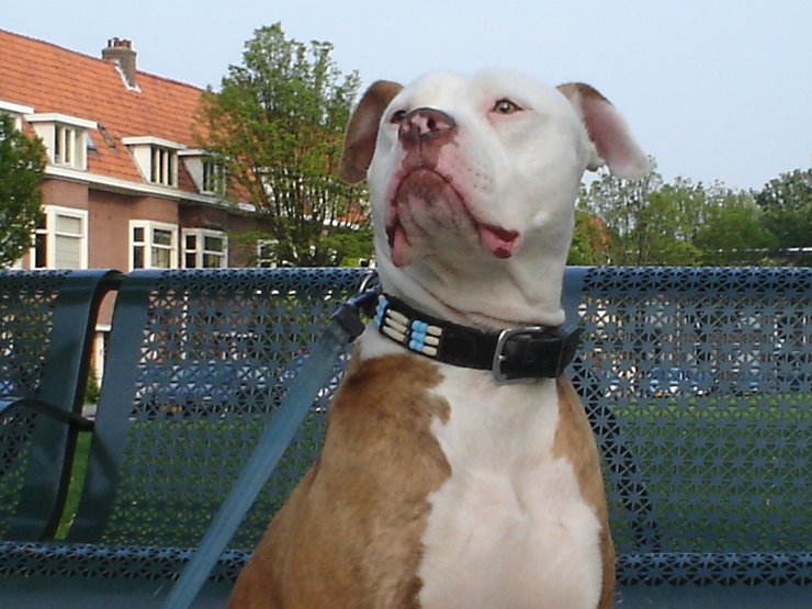 DOGGIE