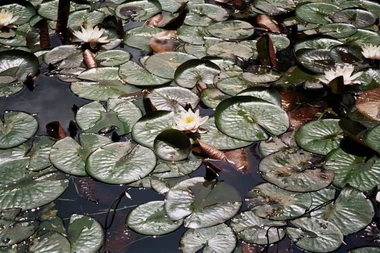 WATERLELIE