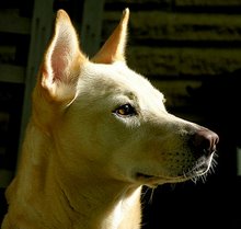 Phoebe - my Carolina Dog
