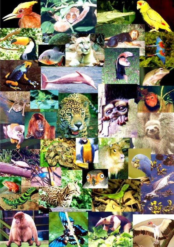 Amazon Animals - Biodiversity