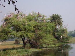 भरतपुर(Bharatpur)॰॰॰