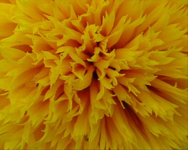 Yellow  flower, zoomed