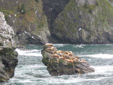 Harbor Seals