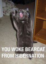 Bearcat!!!