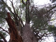 Le pin blanc remarquable, maintenant au coeur d'un futur parc de conservation