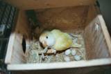 Sierra in the Nest Box