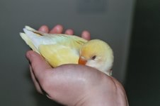 Hand Bird!