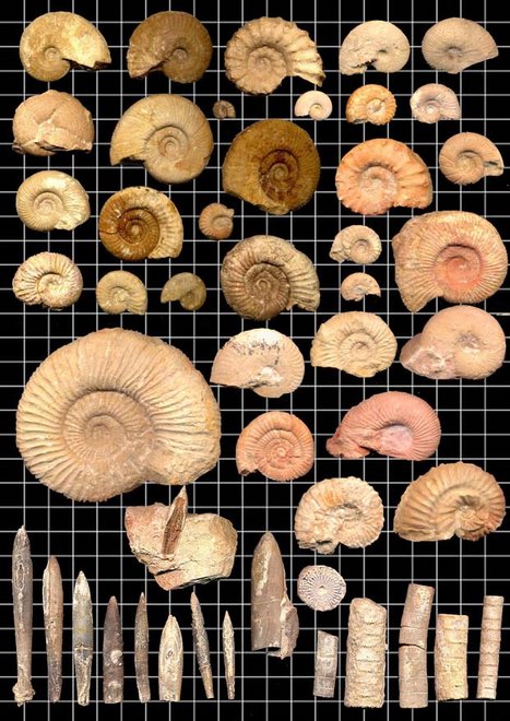 Ammonites, belemnites y crinoides