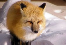 Red Fox 1 - Ice Road - NWT