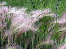 Prairie Wild Grass