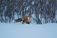 Red Fox - NWT