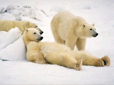 Polar Bear - Lounging - Churchill, Manitoba