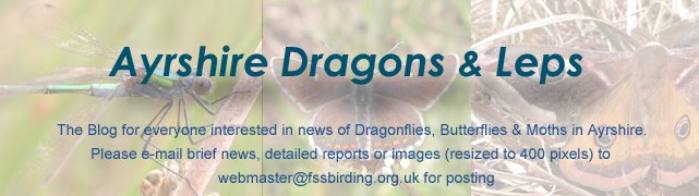 Ayrshire Dragons & Leps