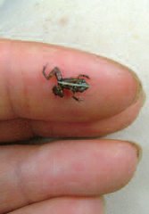 tiny coqui