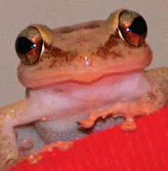 ...coqui on flower