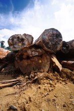 Big trees cleared for oil palm plantations, Kalimantan