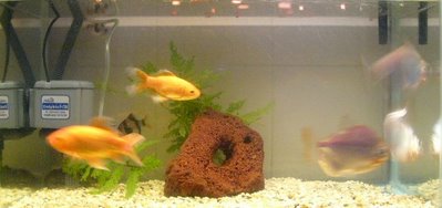 Bottom Tank From Left: Goldtron, Goldie & Silver Dollars
