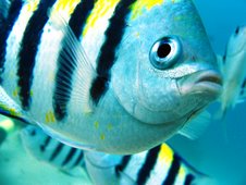 Indo-Pacific Sergent Fish