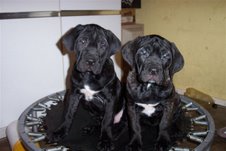 Monty & Daisy