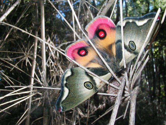 Mariposa Nocturna.