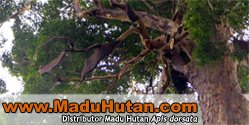 website Madu Hutan