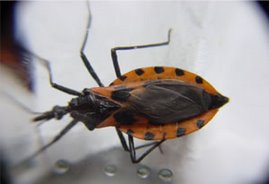 Triatoma dimidiata, uno de los más importantes vectores transmisores de la enfermedad de Chagas