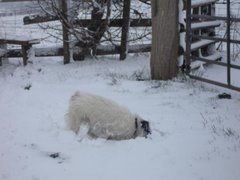 Snow Plough!