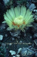 Star Cactus-flowering