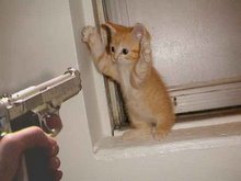 Don't shoot