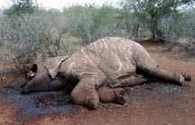 The Cruel Death of an Elephant for his Tusks